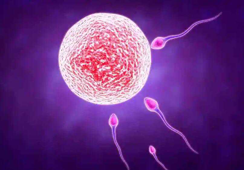 代怀小孩哪里找_代怀双胞胎案例_二代试管的胚胎质量会不会比一代差？_49589